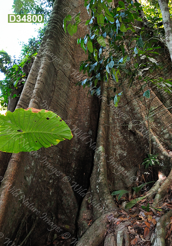 Kapok (Ceiba pentandra, Malvaceae)